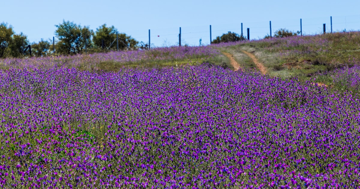 Stellenbosch cityscape